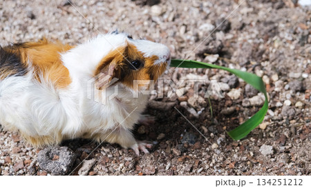 A guinea pig munches on a blade of fresh grass in a garden setting The pet explores the earthy ground enjoying its natural food source 134251212