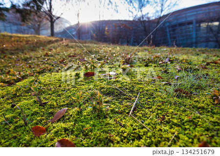 晩秋の朝の市立美術館 晩秋の朝の市立美術館 134251679