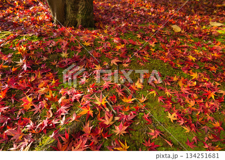 晩秋の朝の市立美術館 134251681