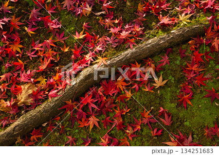 晩秋の朝の市立美術館 134251683