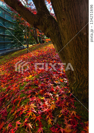 晩秋の朝の市立美術館 134251696