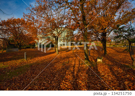 晩秋の朝の市立美術館 晩秋の朝の市立美術館 134251750