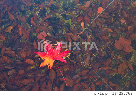 晩秋の朝の市立美術館 134251768