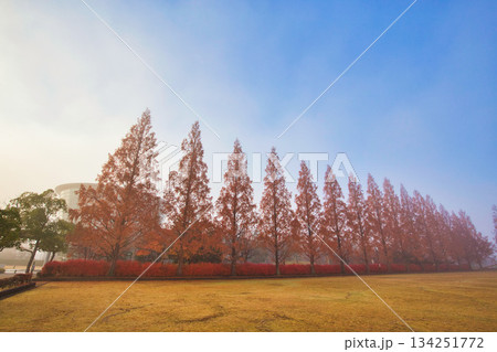 晩秋の朝の市立美術館 晩秋の朝の市立美術館 134251772