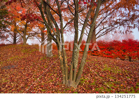 晩秋の朝の市立美術館 晩秋の朝の市立美術館 134251775