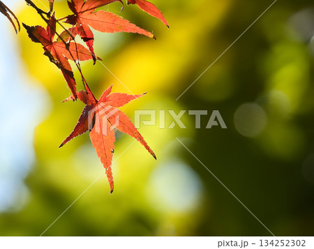 鮮やかな紅葉 134252302