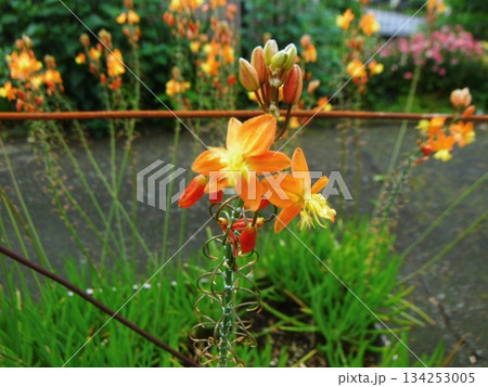 エピデンドルム・イバグエンセの花 134253005