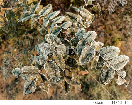 Young hoarfrost covers delicate rosehip leaves. 134253115