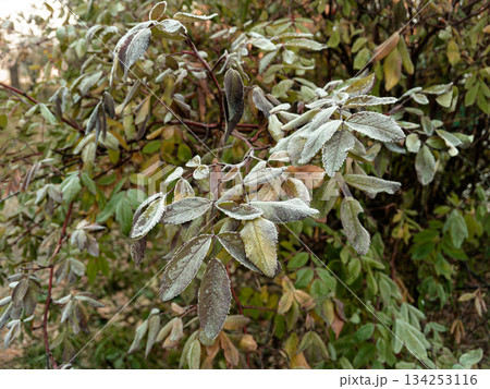 Young hoarfrost covers delicate rosehip leaves. 134253116