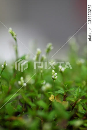 ヒメタデの花の蕾 134253273