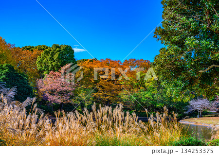紅葉(北の丸公園) 紅葉(北の丸公園) 134253375