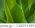 Natural green leaves are used as nature background wallpaper or tropical leaf cover. top view 134253389