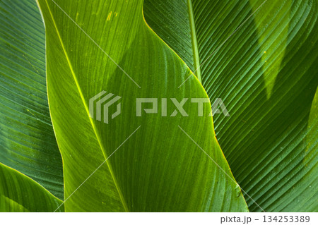 Natural green leaves are used as nature background wallpaper or tropical leaf cover. top view 134253389
