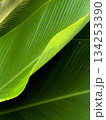 Natural green leaves are used as nature background wallpaper or tropical leaf cover. top view 134253390