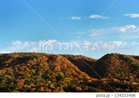 池田市 山の紅葉 池田市 山の紅葉 134253406