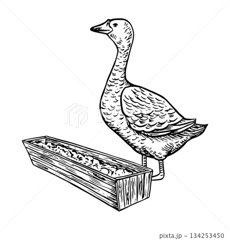 A goose eating food from a wooden feeder. Hand-drawn black and white vector illustration. Design element for packaging, labels, and banners. Also suitable for books, postcards, and games. A goose eating food from a wooden feeder. Hand-drawn black and white vector illustration. Design element for packaging, labels, and banners. Also suitable for books, postcards, and games. 134253450