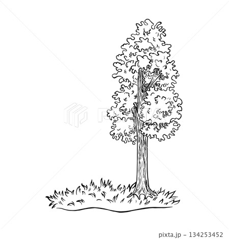 A tree with foliage growing on a grassy lawn. A black and white hand-drawn vector illustration. Isolate. Perfect for making postcards, banners, flyers, posters, labels, and prints. 134253452