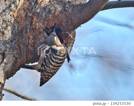 木に止まるコゲラ 木に止まるコゲラ 134253530