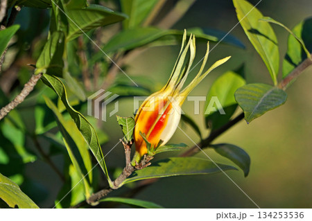 オレンジ色のクチナシの実(冬、十二月) オレンジ色のクチナシの実(冬、十二月) 134253536