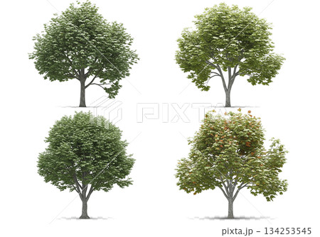 isolated tree on white background 134253545