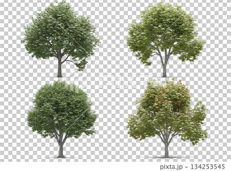 isolated tree on white background 134253545