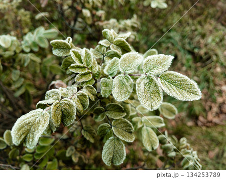 Young hoarfrost covers delicate rosehip leaves. 134253789