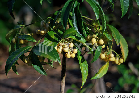 白いマンリョウの実（冬、十二月） 134253843