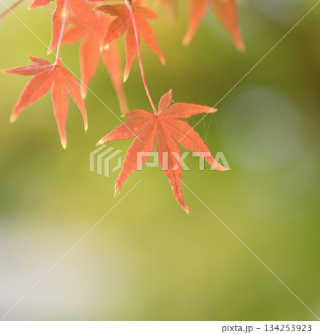 癒される美しい紅葉　アップ 134253923