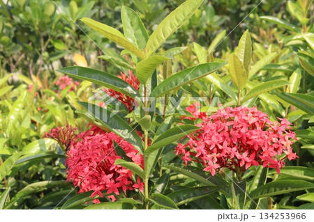 Chinese ixora flower plant on farm 134253966