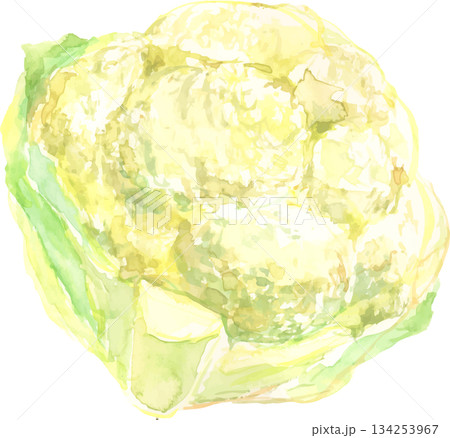 カリフラワーの水彩イラスト 134253967