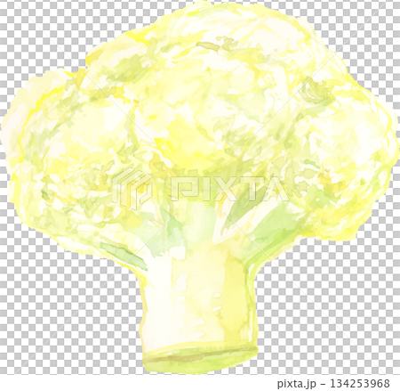 花椰菜的水彩插圖 花椰菜的水彩插圖 134253968
