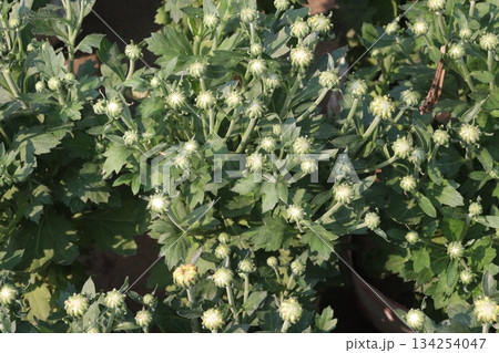 Chrysanthemum grandiflorum flower on farm Chrysanthemum grandiflorum flower on farm 134254047