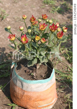Chrysanthemum grandiflorum flower on farm 134254049