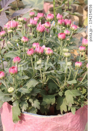 Chrysanthemum grandiflorum flower on farm Chrysanthemum grandiflorum flower on farm 134254056