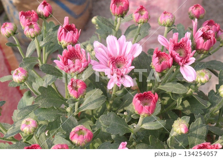 Chrysanthemum grandiflorum flower on farm 134254057