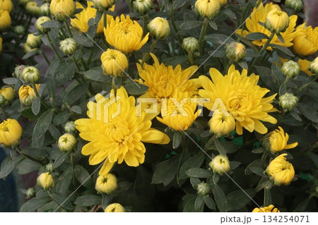 Chrysanthemum grandiflorum flower on farm 134254071
