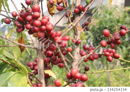 coffee bean on tree in nursery 134254134