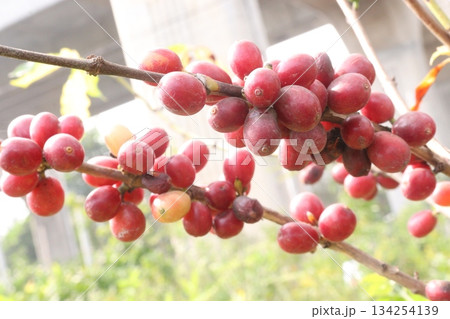 coffee bean on tree in nursery 134254139