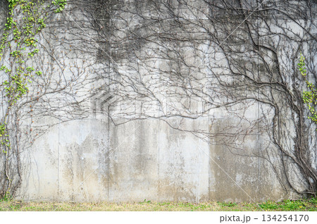 つる植物に覆われたコンクリートの壁 つる植物に覆われたコンクリートの壁 134254170