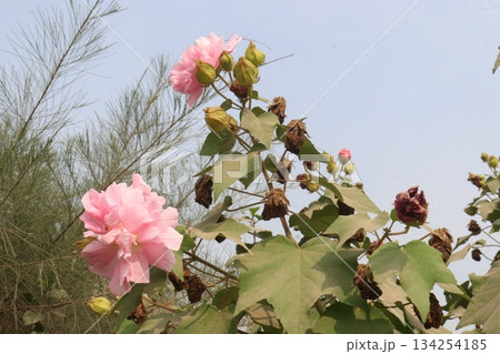 Confederate rose flower plant on nursery Confederate rose flower plant on nursery 134254185