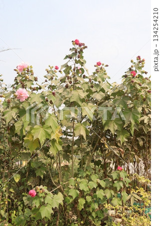 Confederate rose flower plant on nursery Confederate rose flower plant on nursery 134254210