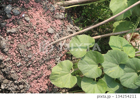 Compound fertilization with pumpkin plant 134254211