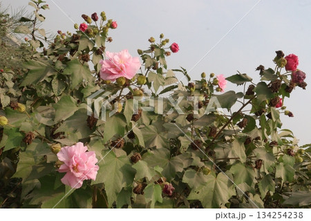Confederate rose flower plant on nursery Confederate rose flower plant on nursery 134254238