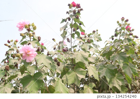 Confederate rose flower plant on nursery 134254240