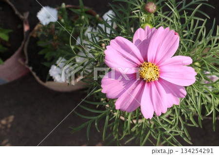 cosmos flower plant on bag in farm 134254291