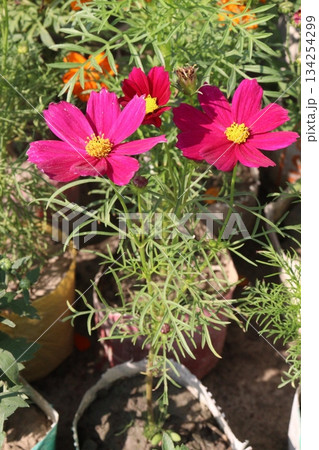 cosmos flower plant on bag in farm 134254299