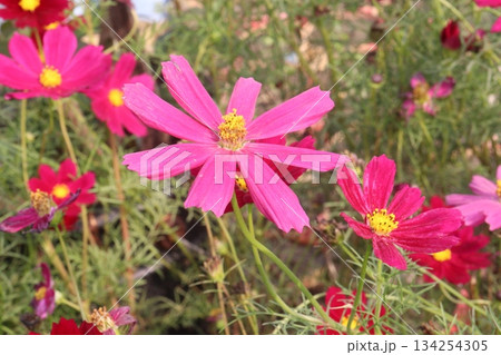 cosmos flower plant on bag in farm 134254305