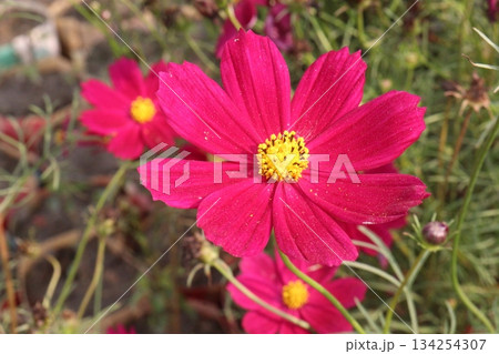 cosmos flower plant on bag in farm cosmos flower plant on bag in farm 134254307