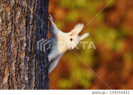 木に登るエゾリス 木に登るエゾリス 134254432