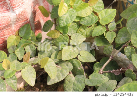 Climbing fig leaf plant on farm 134254438